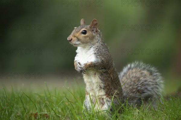 Grey squirrel (Sciurus carolinensis) adult animal on a garden grass lawn, England, United Kingdom, Europe