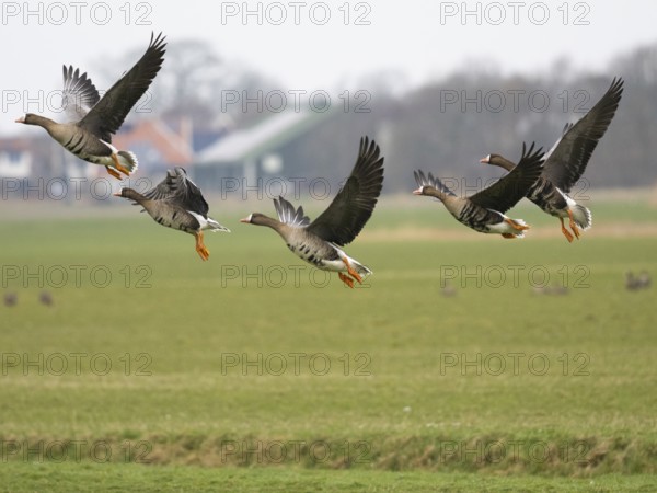 White-fronted goose (Anser albifrons) several birds taking off in flight, from a meadow, island of Texel, Holland