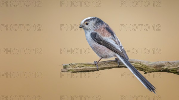 Long-tailed Tit (Aegithalos caudatus) Migratory bird, Middle Elbe Biosphere Reserve, Saxony-Anhalt, Germany, Europe