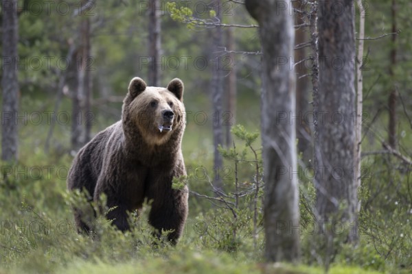 Brown bear (Ursus arctos) in the Finnish taiga, Kuusamo, Finland, Europe