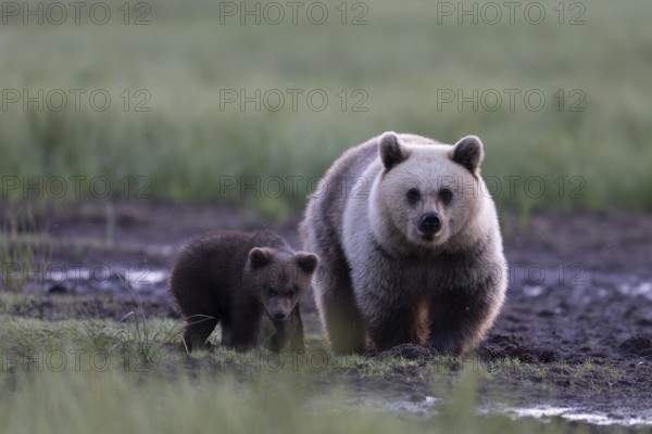 Brown bear (Ursus arctos) in the Finnish taiga, Kuusamo, Finland, Europe