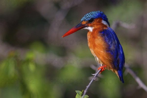 Crested Kingfisher, Corythohrnis cristatus, (Alcedo cristata), Kingfisher family, Malachite Kingfisher, Janjabureh boat trip, Janjabureh, South Bank, Gambia, Africa