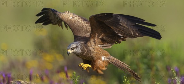 Black kite (Milvus migrans), flight photo, Hides De Calera / Steppe Raptors, Nussloch, Castilla La Mancha / Toledo, Germany, Europe