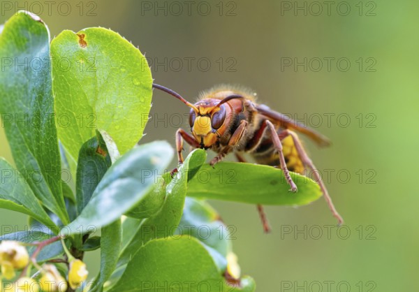European hornet (Vespa crabro), insect, insects, macro, plant, garden, Neuhofen, Rhineland-Palatinate, Germany, Europe