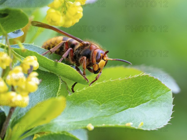 European hornet (Vespa crabro), insect, insects, macro, plant, garden, Neuhofen, Rhineland-Palatinate, Germany, Europe