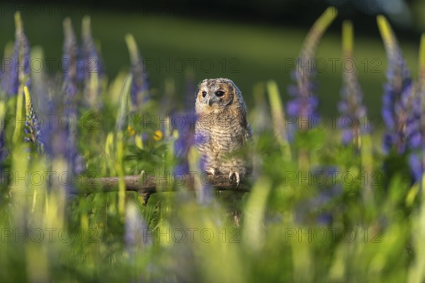 One young Ural owl (Strix uralensis) sitting on a branch lying in a field of flowering lupines in late evening light