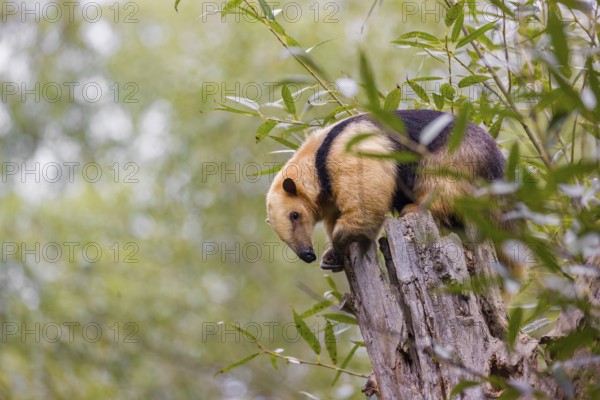 A southern tamandua (Tamandua tetradactyla), sits on the top of a broken/cut tree in a forest