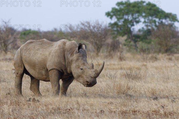 Southern white rhinoceros (Ceratotherium simum simum), adult male feeding on dry grass, savanna, Kruger National Park, South Africa, Africa