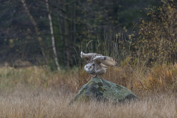One Siberian Eagle Owl (Bubo bubo sibiricus) living off of a rock between tall reed grass lakeshore on an autumnal misty cold morning
