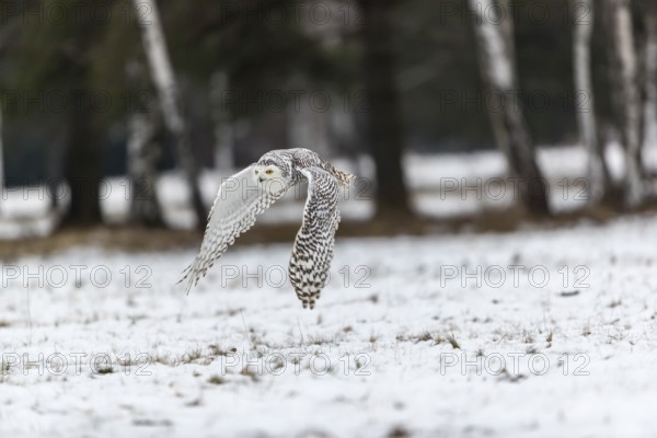 One snowy owl, Bubo scandiacus, Bubo scandiaca, Nyctea scandiaca flying over a snowy meadow with a forest of birch trees in the background