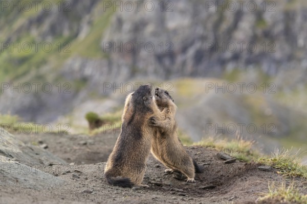 Two young Alpine Marmots, Marmota marmota, play fighting. A mountain wall in the distant background