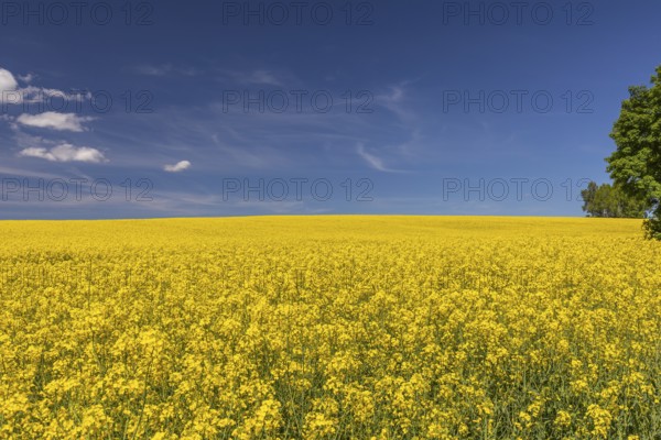 Flowering field of Rapeseed (Brassica napus) on a sunny day with blue sky, green trees and some white clouds