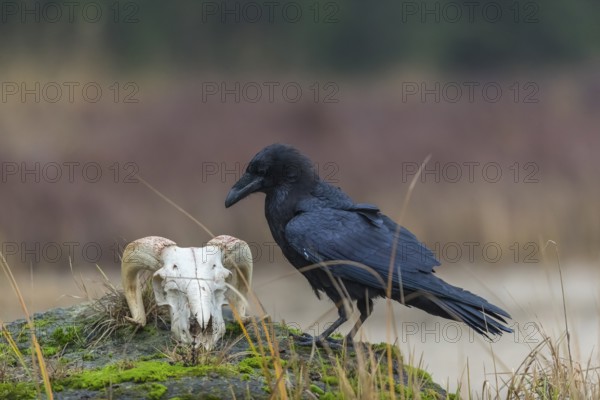 One common raven (Corvus corax) standing on a rock, searching for food on a ram skull. On a dry lakeshore on an autumnal misty cold morning