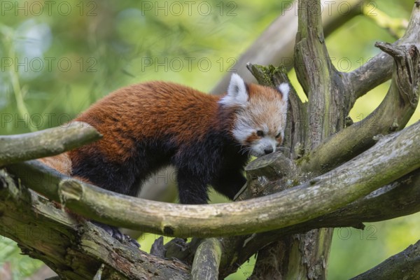 One red panda, Ailurus fulgens, walking over a branch of a dead tree. Fresh green vegetation in the background