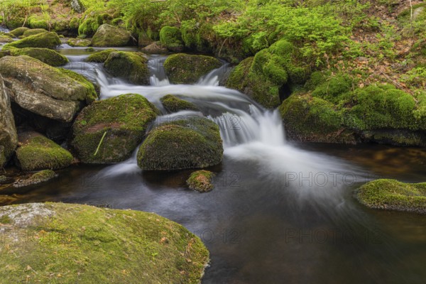 Kleine Ohe creek below Waldhaeuser village in the Bavarian Forest Nationalpark. Flowing water, little cascades, mossy stones and fresh green vegetation