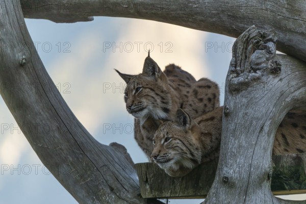Two Eurasian lynx, (Lynx lynx), resting high up on a dead tree. Frontal view with mountains and in the background