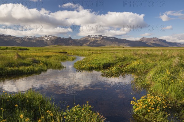 Wet flowering meadow at Ytri Tunga, West Iceland. Sunny day with blue sky and some clouds