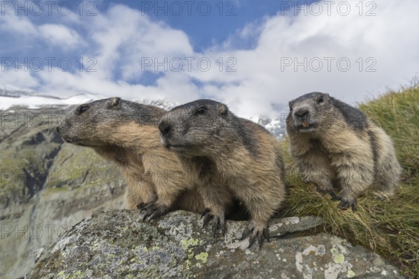 Three Alpine Marmot, Marmota marmota, sitting on a rock. Green grass around, mountains and blue sky with clouds in the distant background. Grossglockner high alpine road, Hohe Tauern National Park