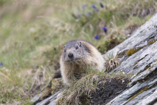 One Alpine Marmot, Marmota marmota, standing on a rock with green and brown grass in the background, Grossglockner high alpine road, Hohe Tauern National Park