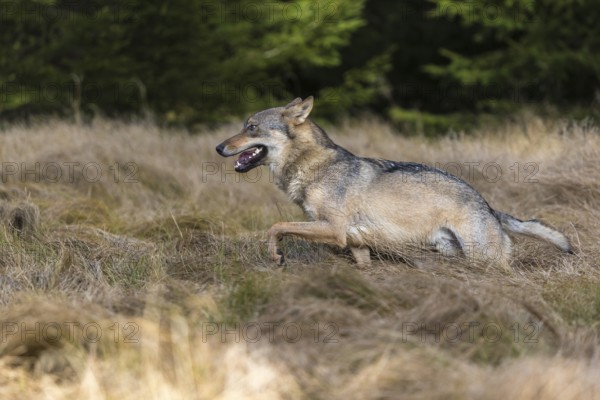 One young male eurasian gray wolf (Canis lupus lupus) running over a meadow with tall grass. A dark forest in the background