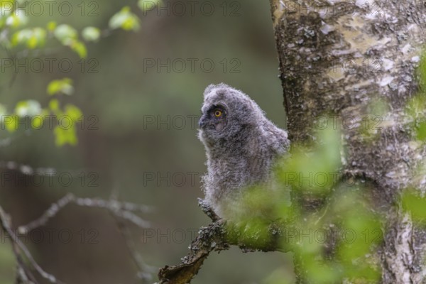 One young long-eared owl (Asio otus), sitting on a branch of a tree. Green vegetation in the background