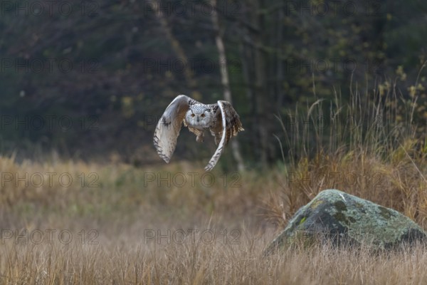 One Siberian Eagle Owl (Bubo bubo sibiricus) flying over tall reed grass lakeshore on an autumnal misty cold morning