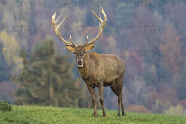 Red Deer buck at the end of the rutting season