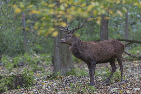 Red Deer buck standing in dense forest in autumn