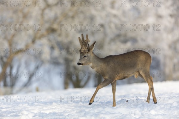 One male Roe Deer, (Capreolus capreolus), walking over a snowy meadow. Snow covered trees in the background