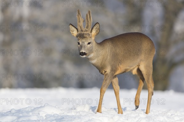 One male Roe Deer, (Capreolus capreolus), walking over a snowy meadow. Snow covered trees in the background