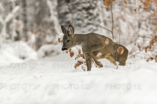 One young male Roe Deer, Roe buck (Capreolus capreolus), walking through a forest in deep snow. Trees in the background