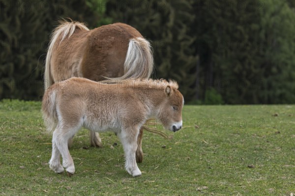 Falabella mare and foal, The Falabella (Equus ferus caballus) is the smallest horse at all