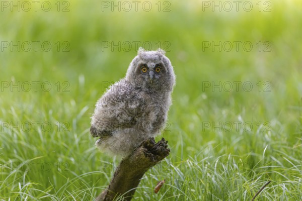 One young long-eared owl (Asio otus), sitting on a branch of a tree. Green vegetation in the background