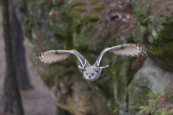 One Siberian Eagle Owl (Bubo bubo sibiricus) flying thru a forest. Rocks and trees in the background