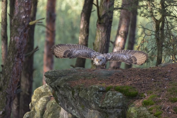 One Siberian Eagle Owl (Bubo bubo sibiricus) flying thru a forest. Rocks and trees in the background