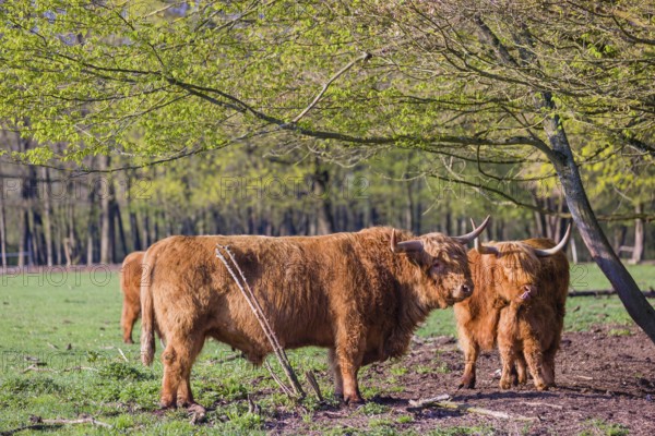 A family of Highlands (Bos primigenius), a bull, a cow and a calf stand on a pasture at a forest edge