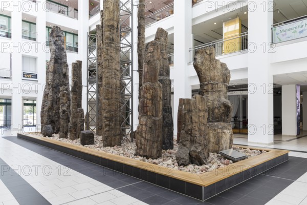 Exhibition Steinerer Wald in the foyer of the cultural department stores' DAStietz, Chemnitz, Saxony, Germany, Europe