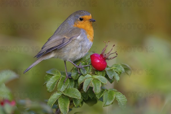 Robin, (Erithacus rubecula), Tiszaalpár, Kiskunsági National Park, Bács-Kiskun, Hungary, Europe