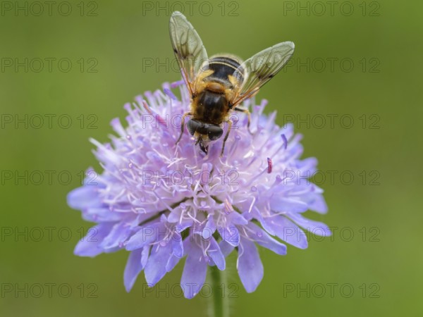 Fly, hoverfly, insect, (Eristalis horticol), Black Forest, Feldberg region, Baden-Württemberg, Germany, Europe