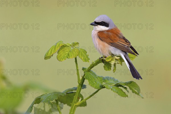 Red-backed shrike, red-backed shrike, thorn-backed shrike, family of shrikes, (Lanius collurio), male, Hockenheim, Baden-Württemberg, Germany, Europe
