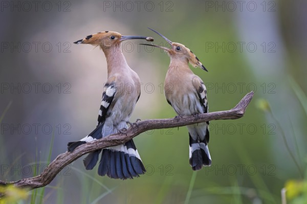 Hoopoe (Upupa epops) Bird of the Year 2022, courtship, mating, pair, male, female, with caterpillar as bridal gift, interaction, erected bonnet, sunrise, Middle Elbe Biosphere Reserve, Saxony-Anhalt, Germany, Europe