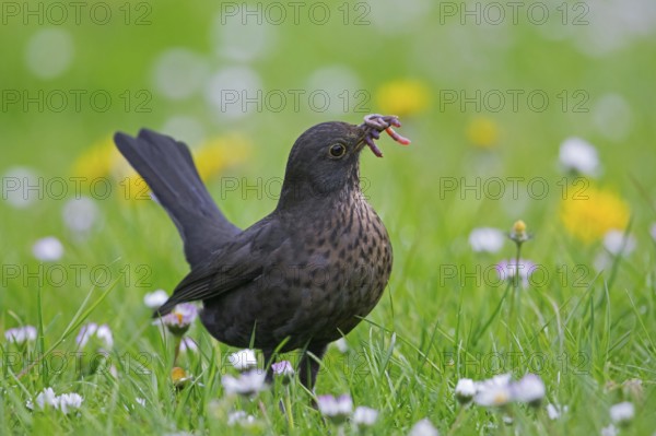 Common blackbird, Eurasian blackbird (Turdus merula) female foraging in grassland, meadow with caught worm, earthworm in beak