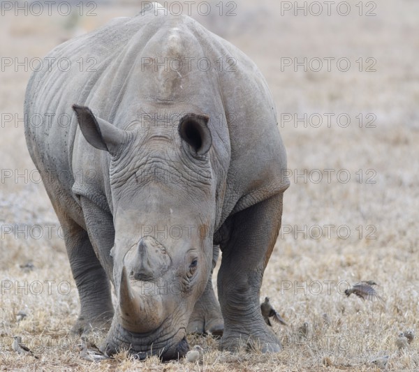Southern white rhinoceros (Ceratotherium simum simum) surrounded by birds, adult male feeding on dry grass, facing camera, Kruger National Park, South Africa, Africa