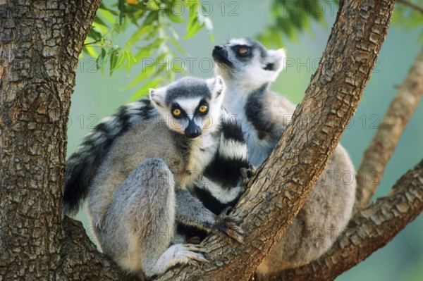 Crown sifaka, Madagascar, Coquerels crown sifaka, Prophitecus verreauxi coquereli, Madagascar, Madagascar, Africa