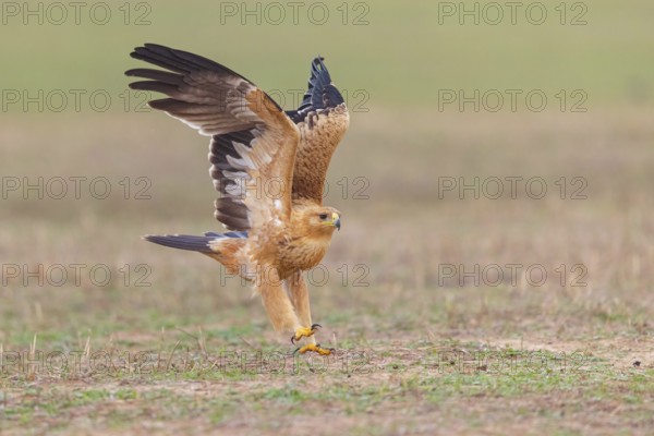 Spanish imperial eagle (Aquila adalberti), El Millaron Imperial Eagle Hid, Salorino, Extremadura Caceres, Spain, Europe