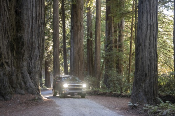 Crescent City, California - Redwood trees (Sequoia sempervirens), the tallest trees in the world, along Howland Hill Road in Jedediah Smith Redwoods State Park. The park is part of Redwood National and State Parks on the Pacific Coast of northern California