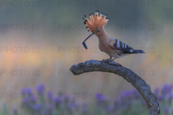 Hoopoe (Upupa epops) Bird of the Year 2022, with caterpillar as prey for the young bird, raised bonnet, golden hour, backlight, sunlight, rising sun, dawn, grazing light, Middle Elbe Biosphere Reserve, Saxony-Anhalt, Germany, Europe