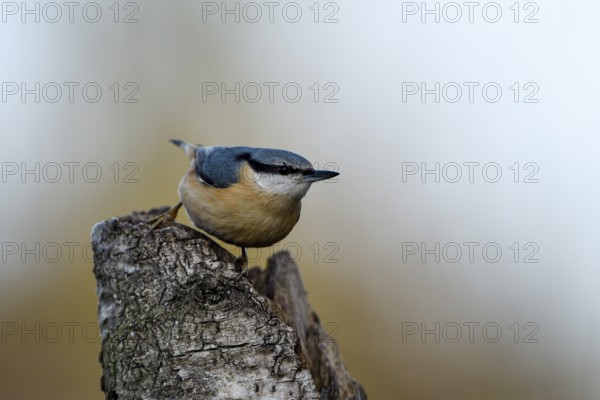 Nuthatch (Sitta europaea), adult bird, Dingdener Heide nature reserve, North Rhine-Westphalia, Germany, Europe