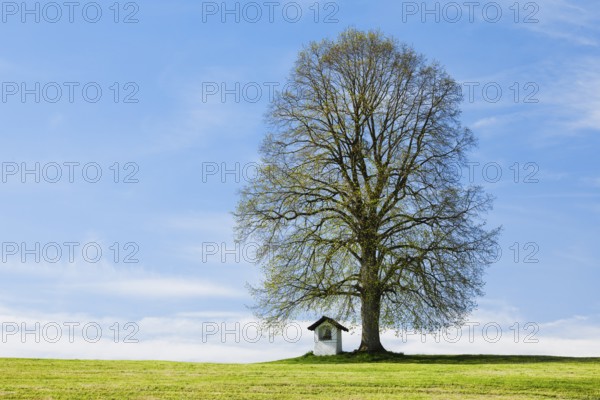 Large lime tree watches over a Helgenstöckli near Wittenbach, Canton St. Gallen, Switzerland, Europe