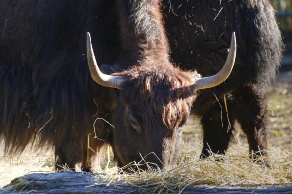 Yak (Bos mutus), cattle, horn bearer, occurrence Tibet, Mongolia, South Siberia, captive, North Rhine-Westphalia, Germany, Asia